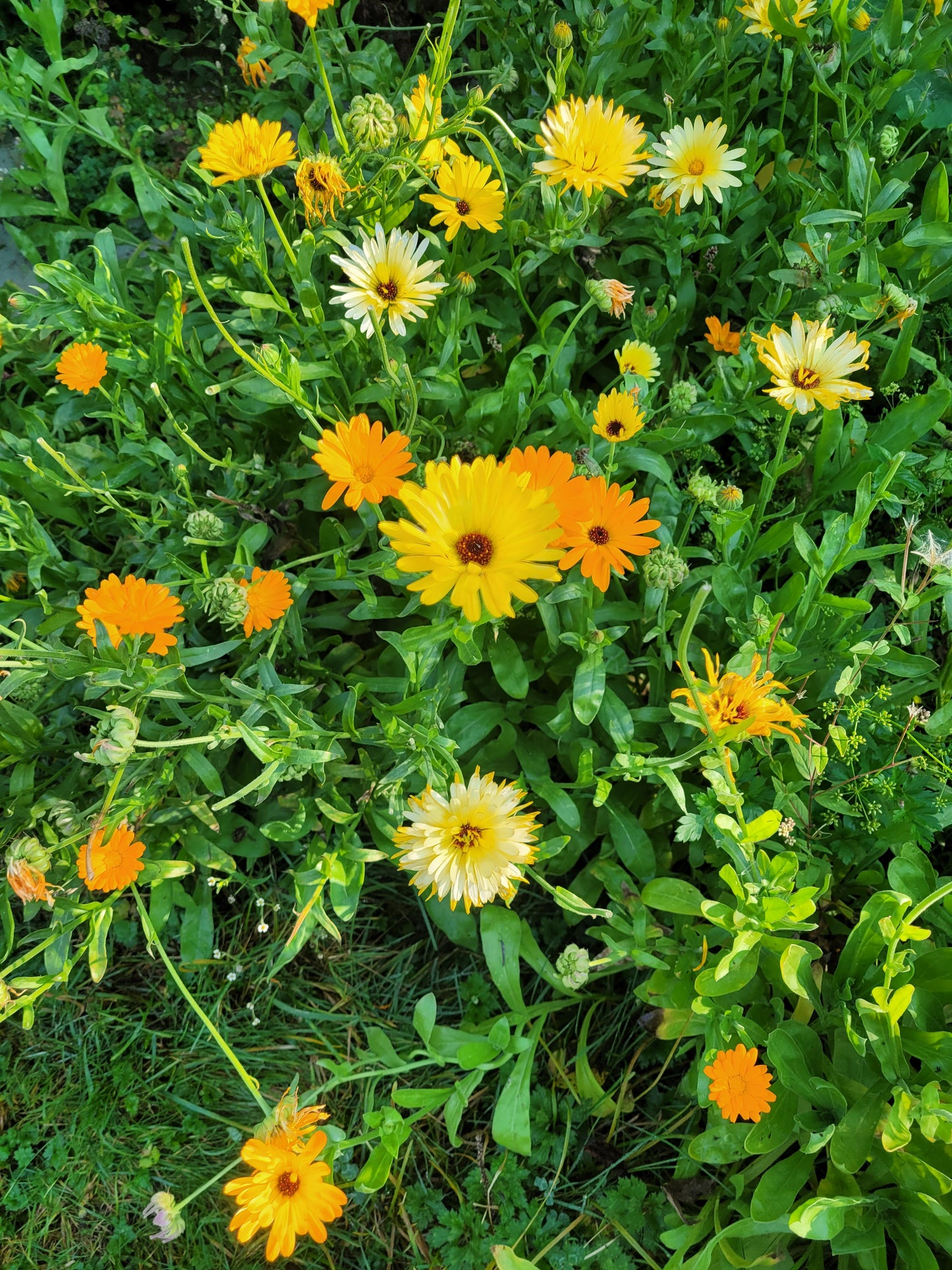 Calendula Salve