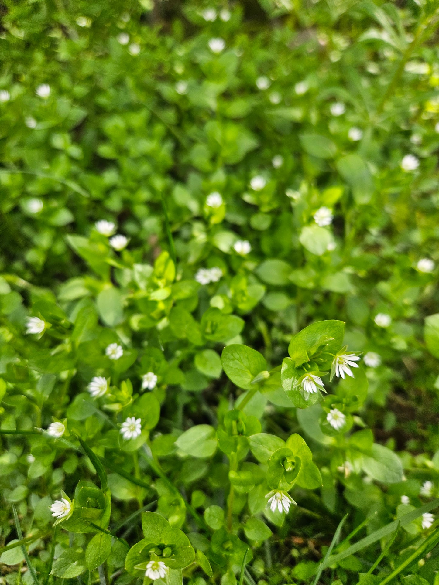 Chickweed Tincture