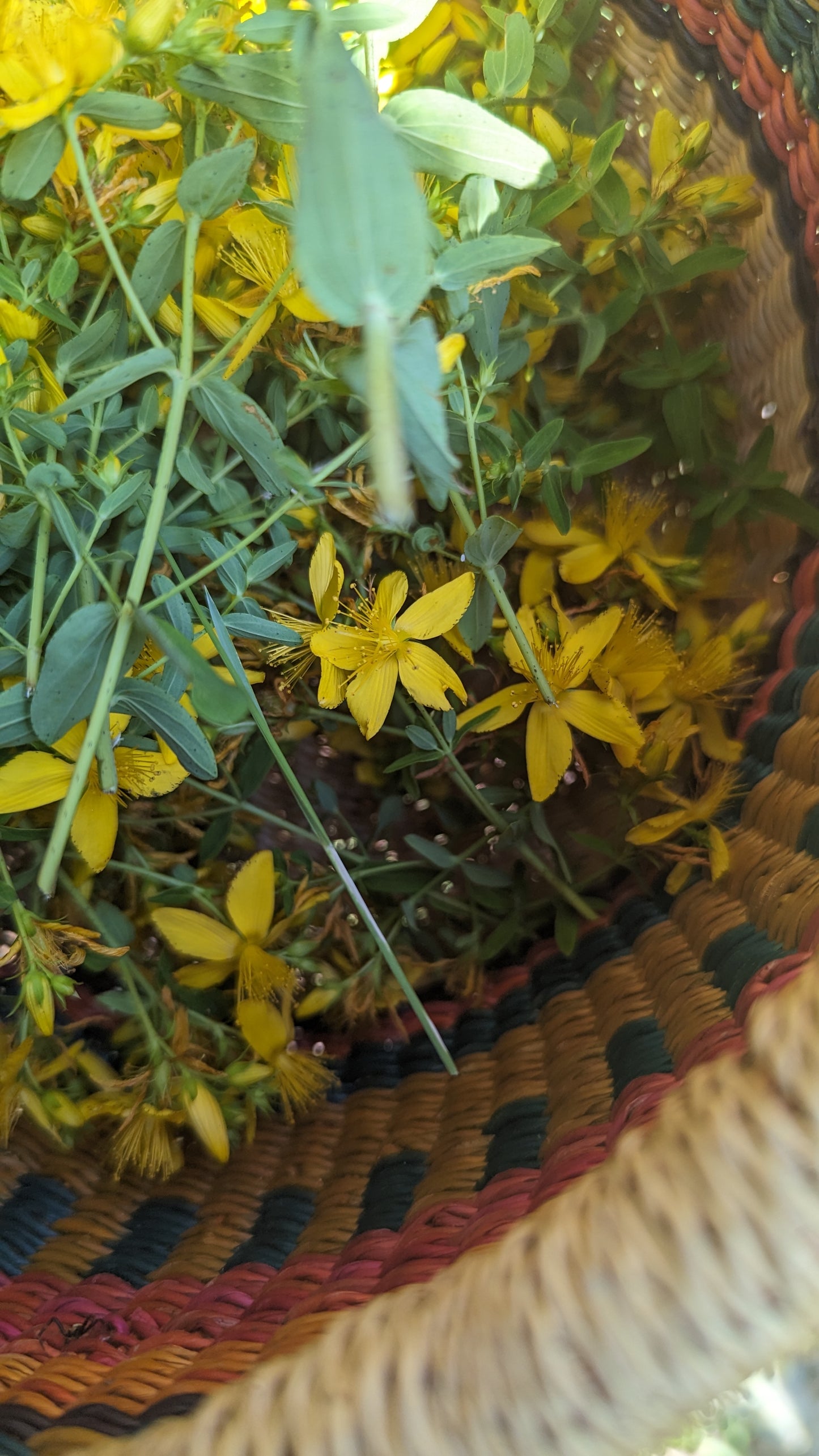 St. Joan's Wort Herbal Oil