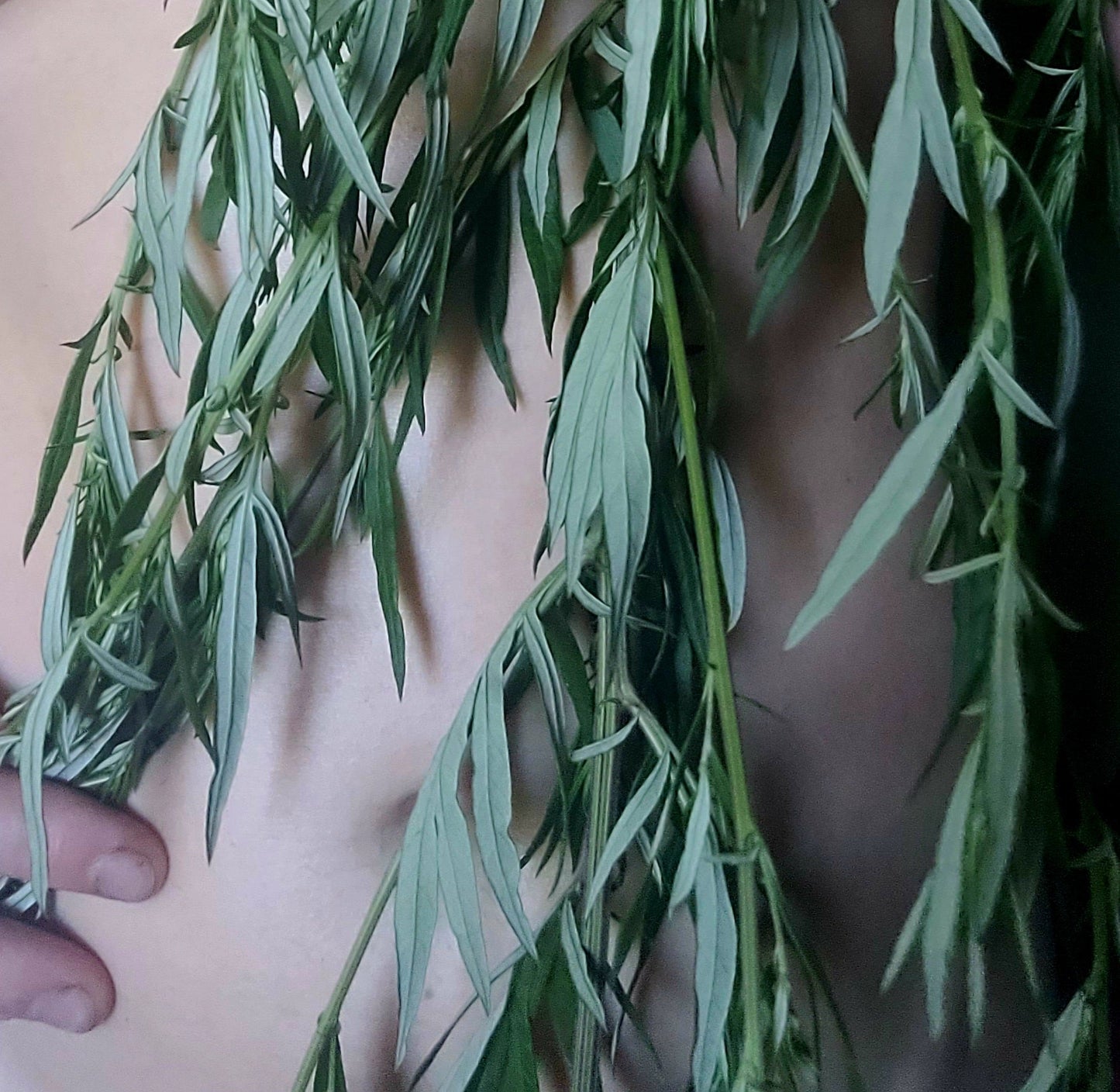 Cronewort Herbal Oil